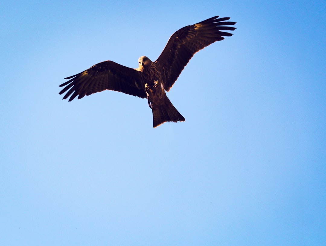 Château-Arnoux-Saint-Auban