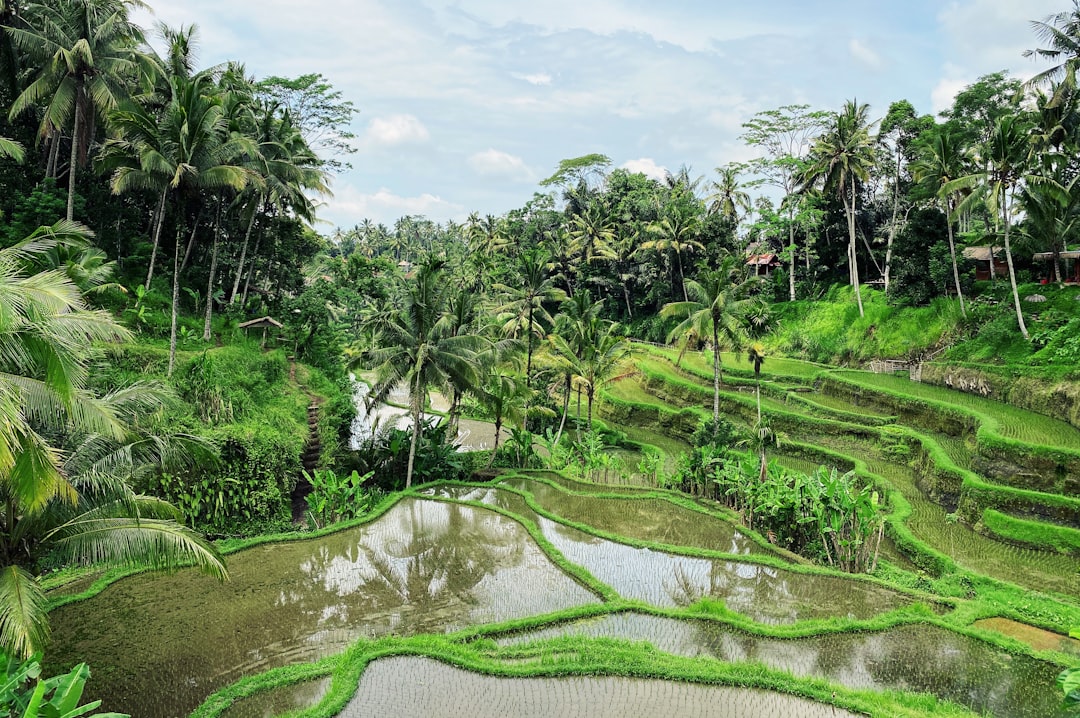 Ubud