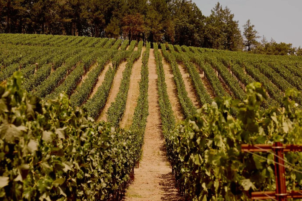 Rosewood Calistoga view 3