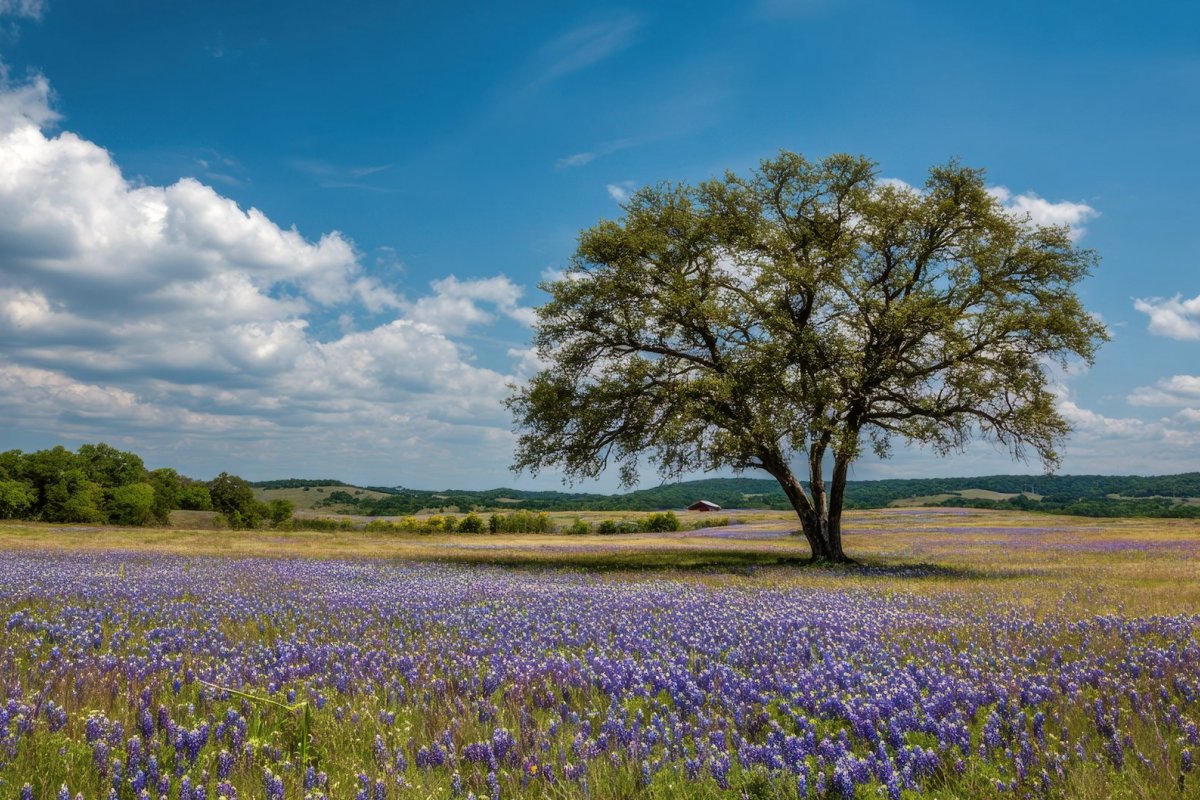 Waldorf Astoria Texas Hill Country view 5